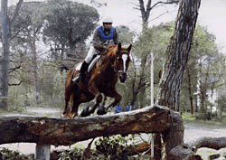 cavallo con cavaliere durante una gara