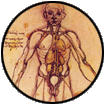 Rappresentazione di un corpo umano irrorato da vasi sanguigni